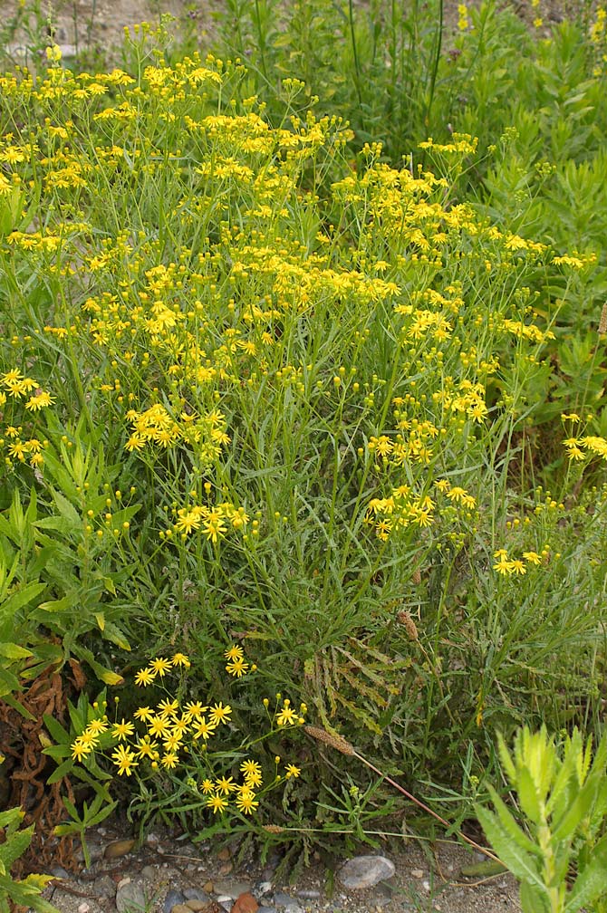 Senecio cfr. leucanthemifolius Poiret